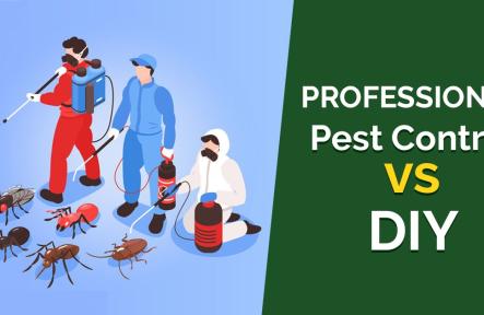 5 Big Reasons Why Pro Pest Control is Better Than DIY