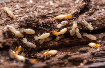 5 Hidden Signs of Wood-Destroying Insects in Oshawa