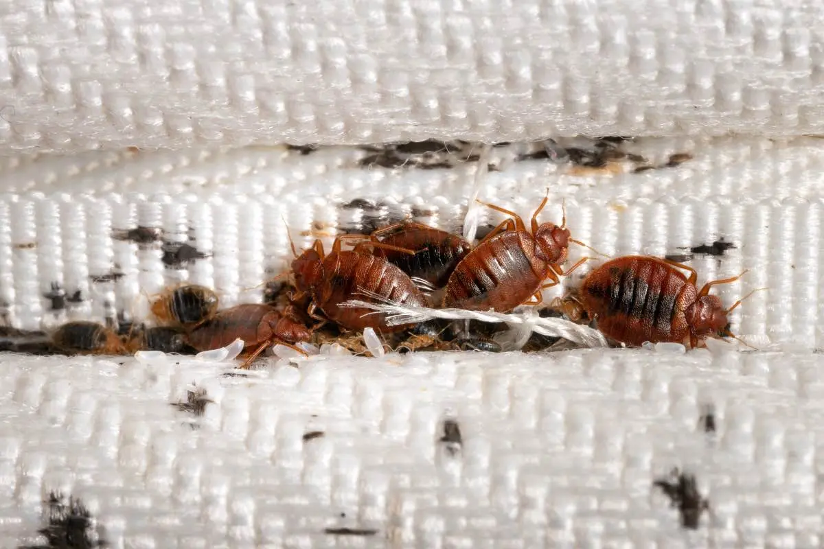 How to Get Rid of Bed Bugs in Your Home Fast