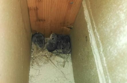 Health Risks of Mice Infestations in Pickering
