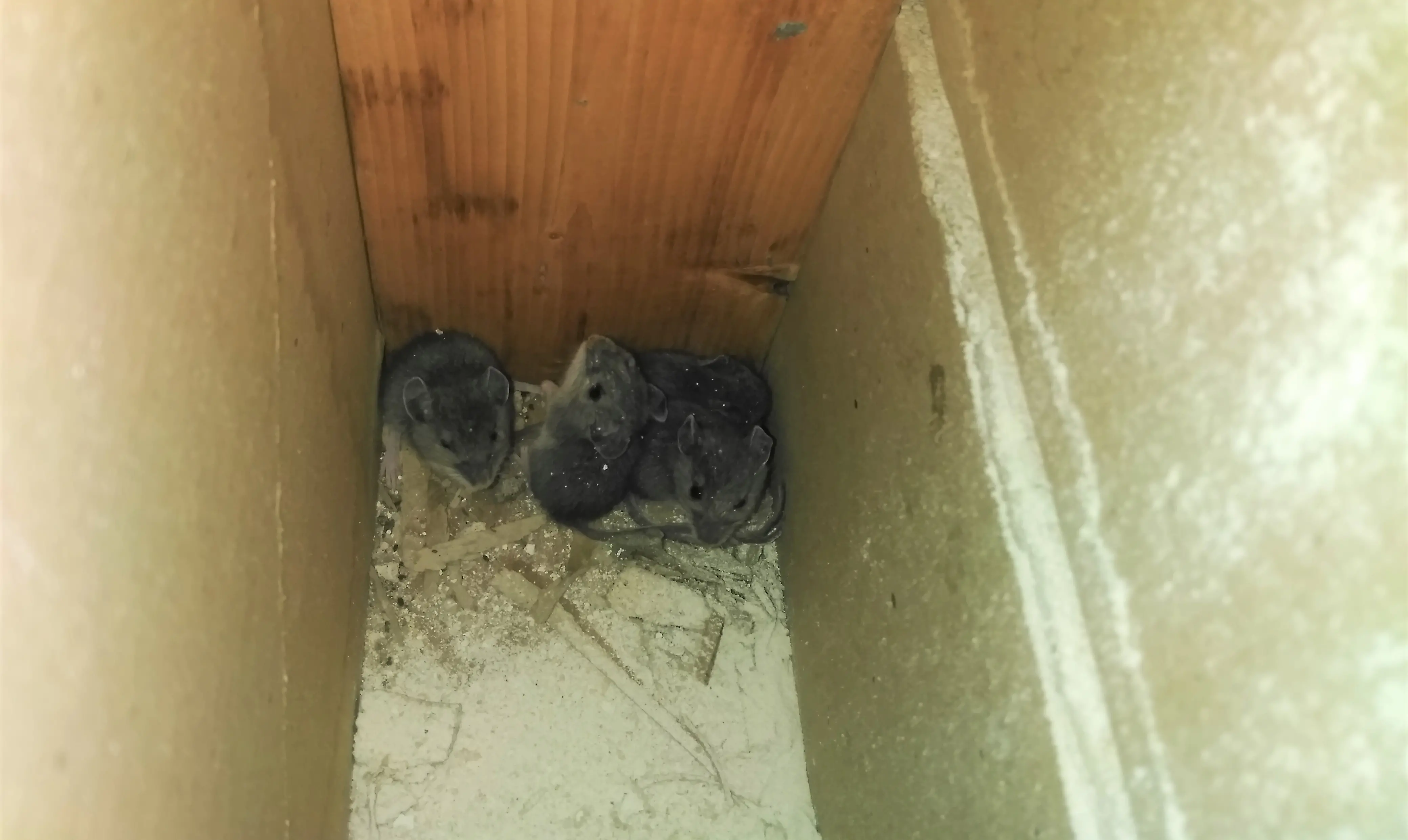 Health Risks of Mice Infestations in Pickering