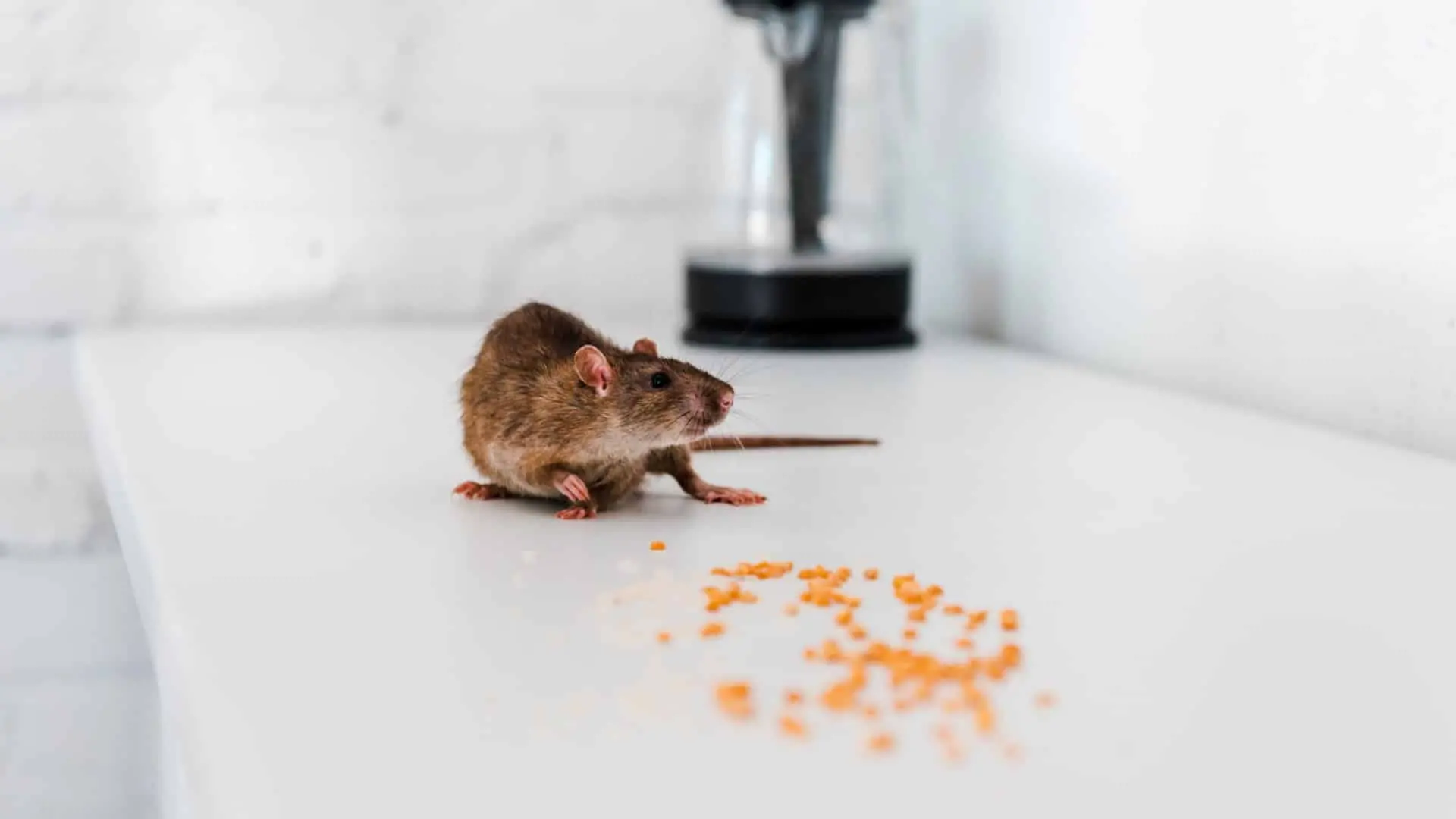 Ultimate Guide About Mice Removal in Oshawa