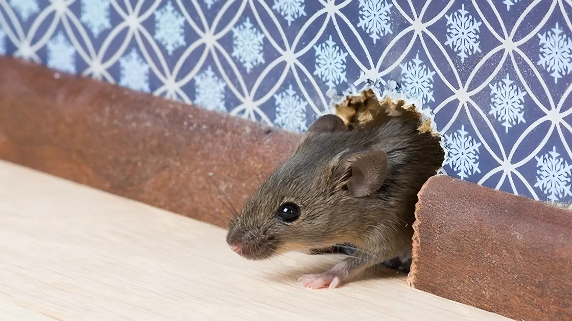 Mice in Your House? Here’s How to Remove Them