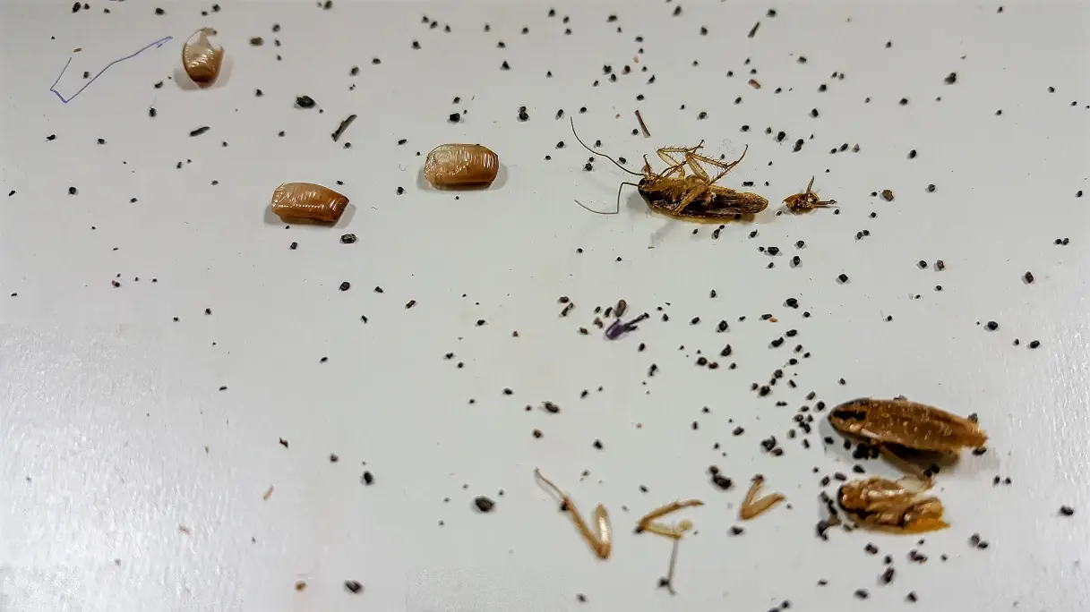 5 Signs of a Cockroach Infestation You Must Know